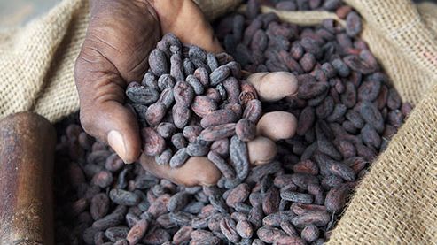 Första globala chokladmärket med 100 procent hållbart odlad kakao