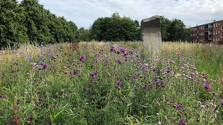 Vi vill ha fler ängar i Malmö