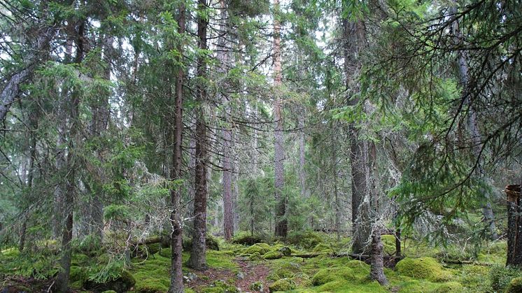 Energiföretagen välkomnar Centerpartiets nya energipolitik