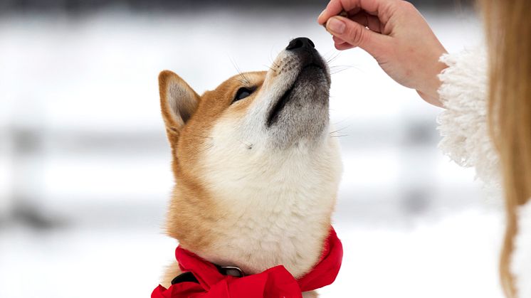 Shiba som gör tricks 