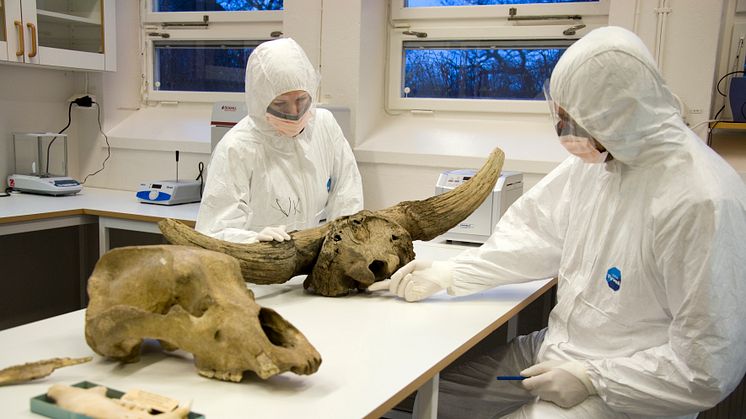 Grottbjörnars DNA analyseras i särskilt rena laboratorier och för att inte blanda provet med annat DNA bär forskarna skyddsdräkter. På bilden syns även en skalle från en stäppbison. Foto Staffan Waerndt, Naturhistoriska riksmuseet