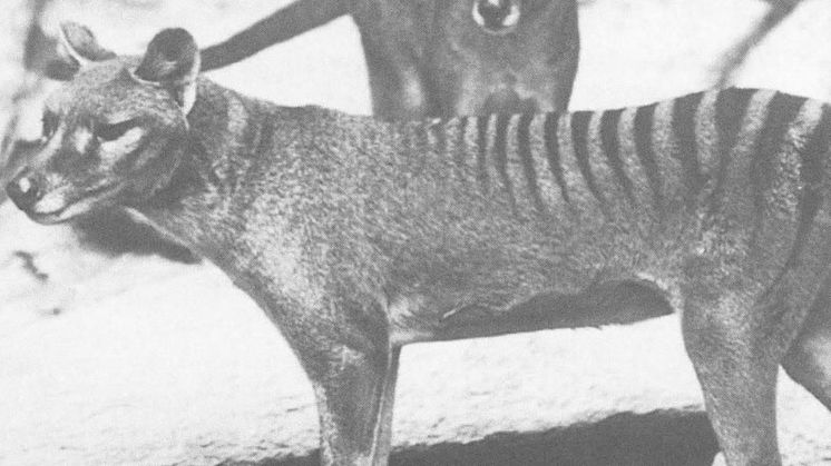 Den tasmanske pungulv, der er/var et pungdyr, er flere gange i nyere tid blevet påstået at være blevet spottet på Tasmanien. 