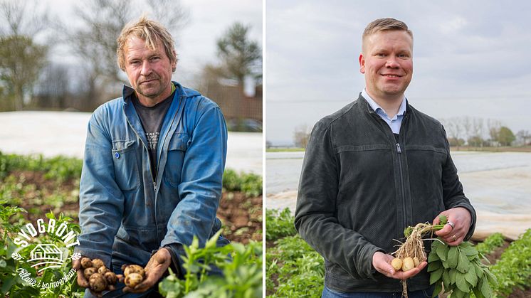 SydGrönts odlare Arnold Ebbesson stod för hälften av den skördade volymen, här tillsammans med Juuso Mattila, försäljningschef Frukt&Grönt Lidl Sverige. 