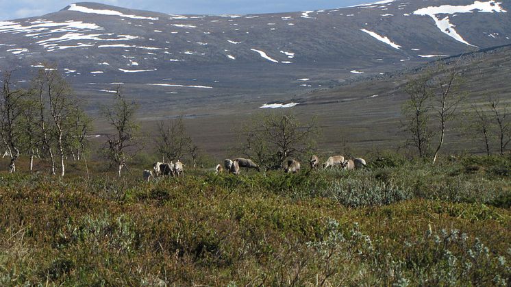 Betande renar. (Foto: Tommy Lennartsson/SLU)