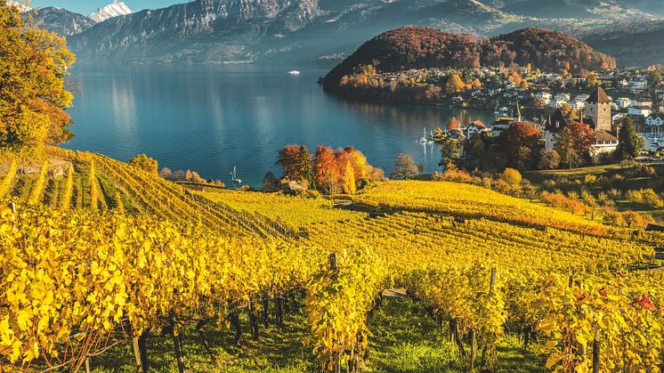 Blick vom Rebberg auf Spiez (c) Schweiz Tourismus, Andreas Gerth