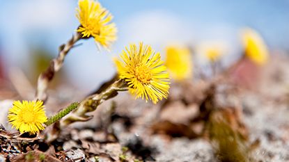 Tre tussilagoblommor som sträcker sig upp mot solens strålar.