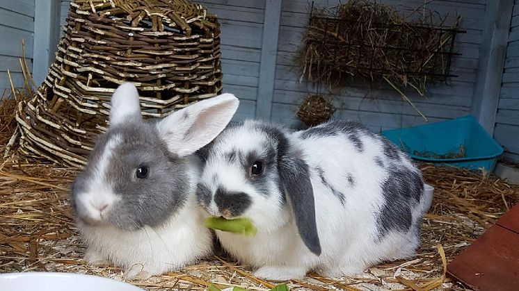 Påskhararna Daisy och Findus hälsar Glad Påsk! 