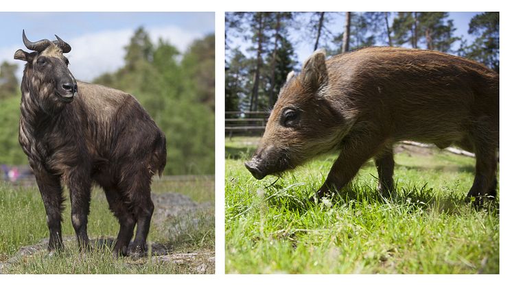 Takin och vildsvin - nytillskott på Kolmården i år