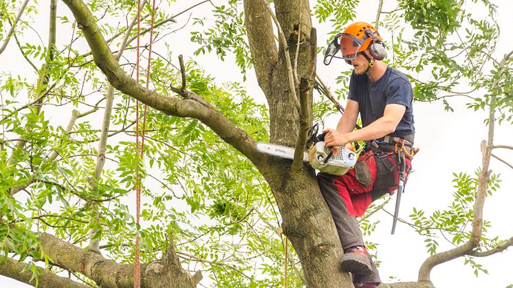 DYI-guide til beskæring og fældning af træer