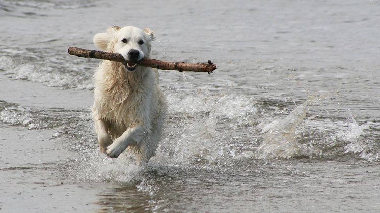 Labradoren tillhör den grupp av hundraser som älskar att bada. 