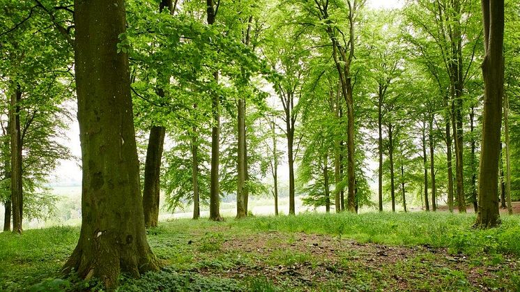 Tysk trend vokser frem i Danmark: Flere bliver begravet i skoven