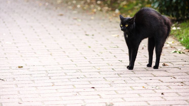 Vorsicht, schwarze Katze von links!