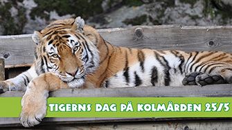 Evenemangstips - Tigerns dag på Kolmården