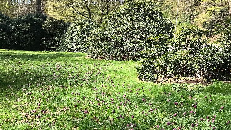 Blommande kungsängsliljor längs Hälsovägen nytt vårtecken