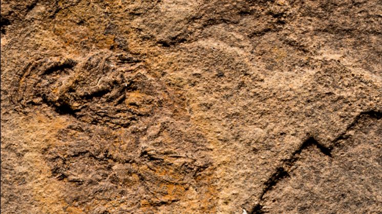 Fossilet hittades i Kina.