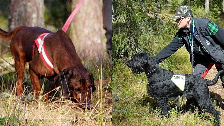 Tillgången till duktiga eftersöks- och tjänstehundar riskerar att försvåras. Foto: Patrik Nilsson och Björn Rosengren