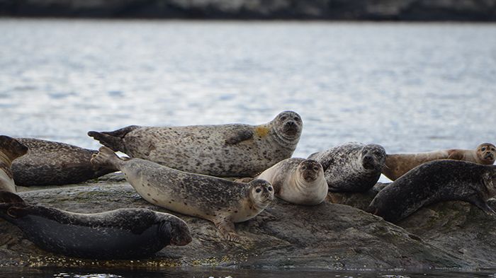 Knubbsäl i Bohuslän. Foto: Karl Lundström, SLU