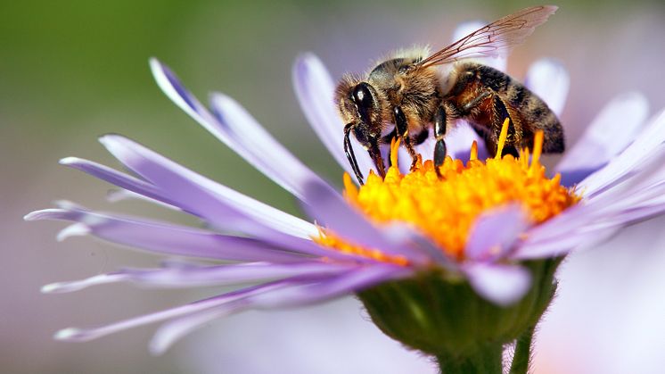 Denne honningbi er måske i stand til at løse simple, matematiske opgaver. Foto: Shutterstock.