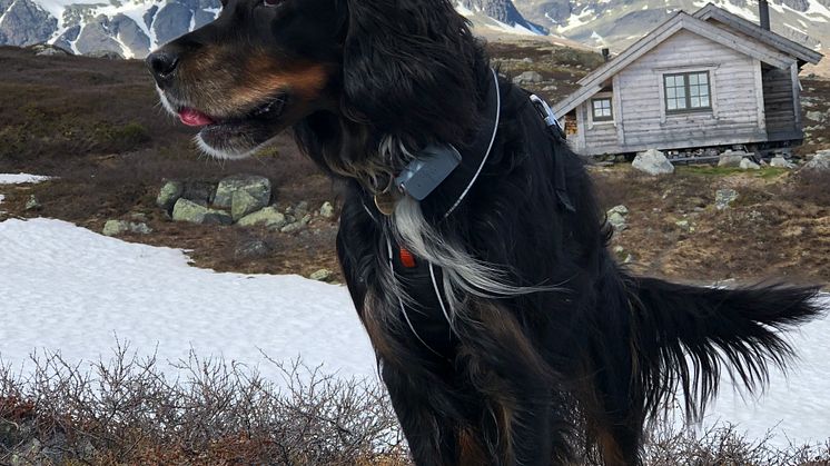 Den store skrekken for mange hundeiere er at kjæledyret stikker av. Sammen med DyreID lanserer Telenor Mitt Spor, en sporingstjeneste som gir deg full oversikt over hvor kjæledyret befinner seg. Foto: Siri Kalager.