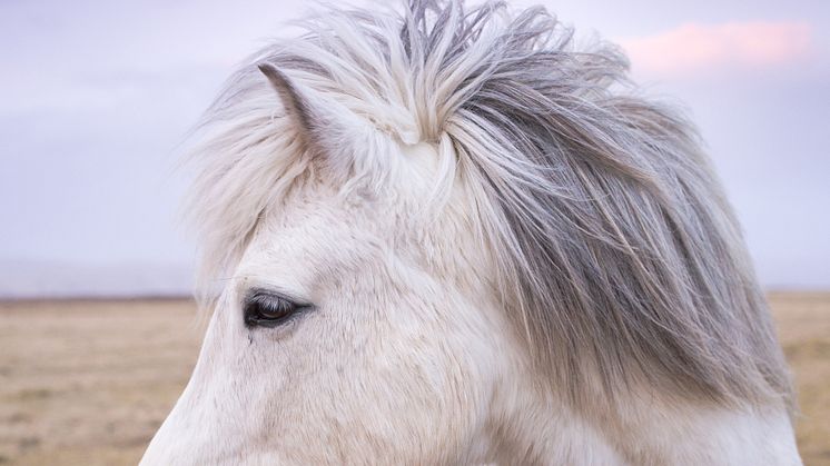 ​Premiär för Islandshästtävlingar på Falsterbo Horse Show!