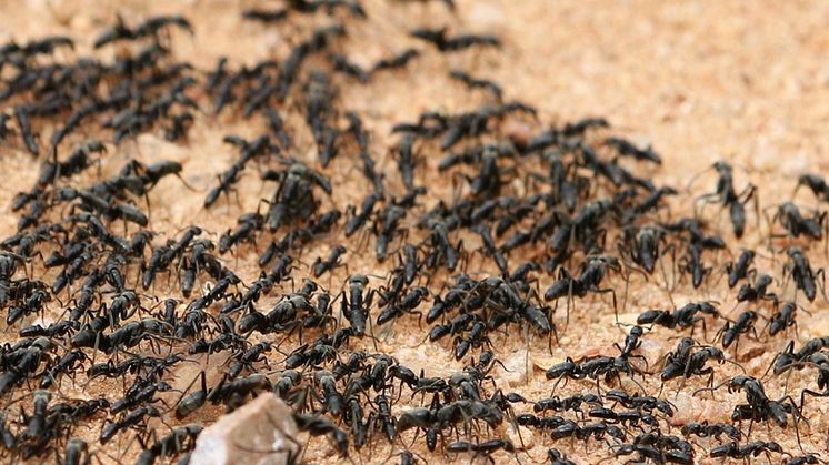  EXPERT COMMENT - These ants have evolved a complex system of battlefield triage and rescue