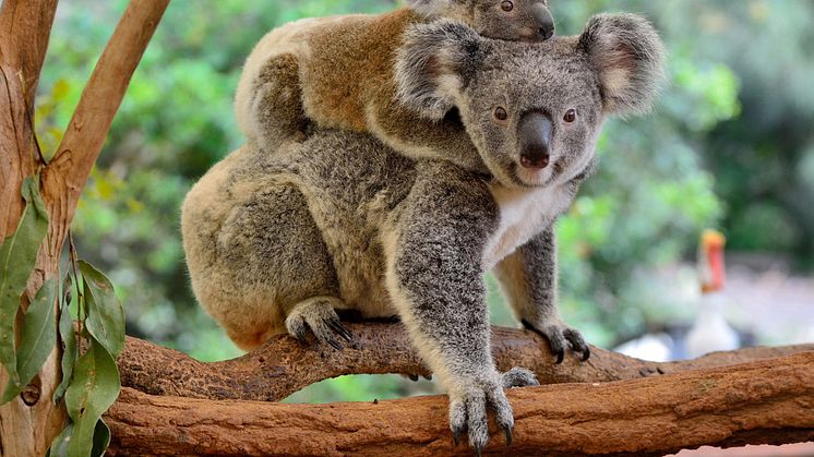 With the cloud platform from TIS, global animal welfare and conservation organizations like the International Fund for Animal Welfare (IFAW) bring transparency and control to banking and payment processes. Source: Adobe Stock