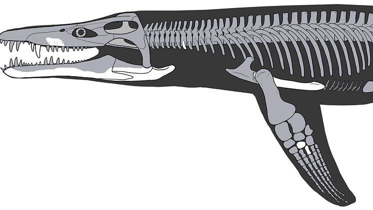 Lorrainosaurus_Skeletal reconstruction_Joschua Knüppe