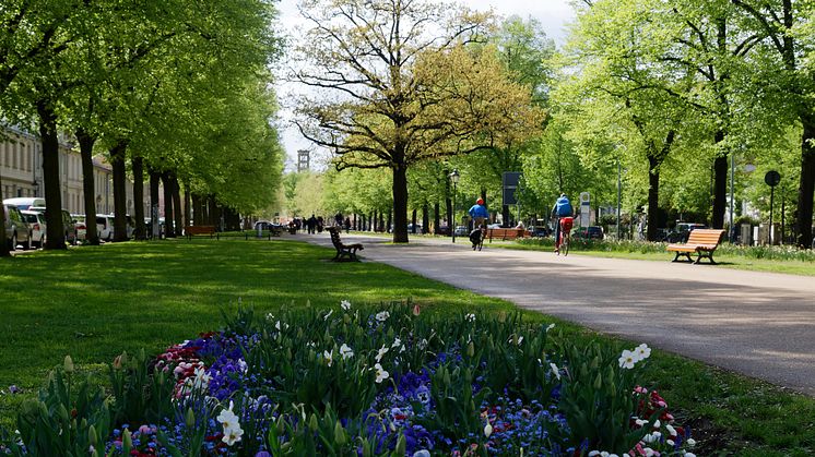 Frühlingsboten in der Potsdamer Innenstadt.