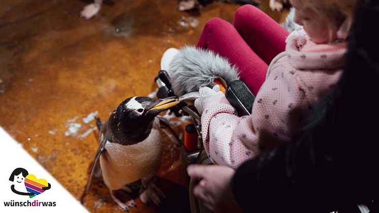 Pinguine füttern mit wünschdirwas e.V. (Bildrechte: Wünschdirwas e.V)