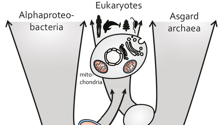New hypothesis for the evolutionary origin of mitochondria