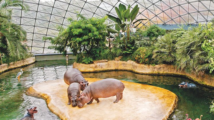 Tierischer Wasserspaß im Flusspferdhaus des Berliner Zoos