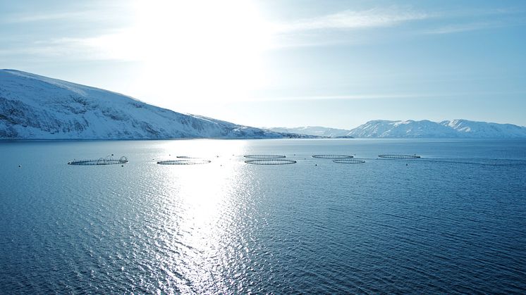 Beste Bedinungen für besten Lachs: das kalte, klare Meer Norwegens.