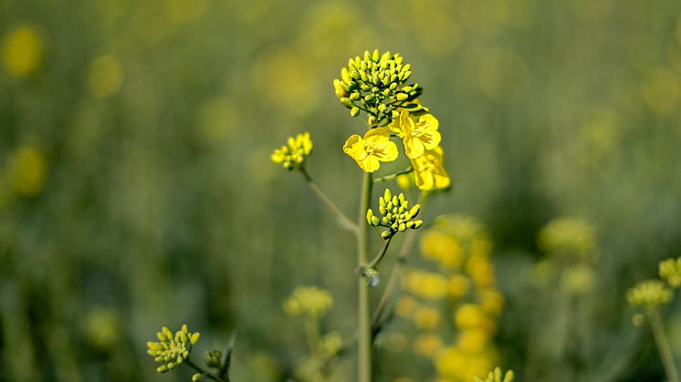 TIMAC AGRO Österreich feiert den Internationalen Tag der Pflanzengesundheit und betont seine Verpflichtung zur nachhaltigen Landwirtschaft