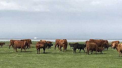 Nu släpps sommarens naturvårdarna på Bunkeflo strandängar och Bulltofta rekreationsområde