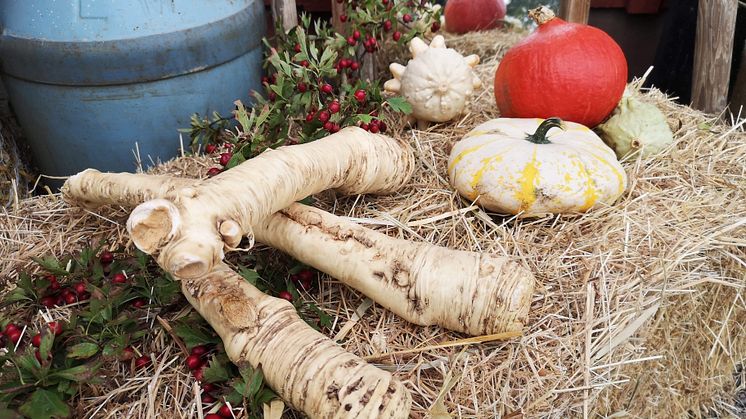 Pepparroten är en lokal råvara som uppmärksammas under Skördetid på gårdarna den 12 september.