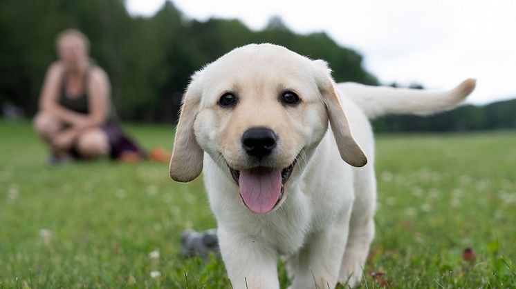 Labrador retriever har toppat listan över populäraste hundraser sedan 2010.