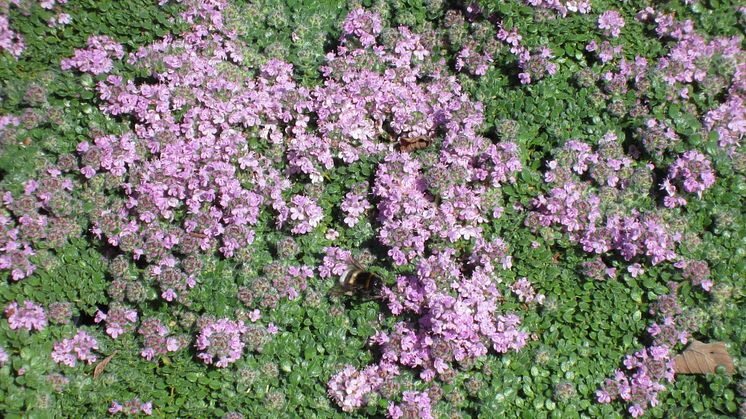 Backtimjan Thymus serpyllum 'Pink Chintz'. Vårnyhet 2014 Blomsterlandet