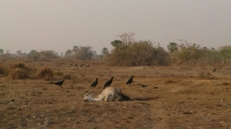 Hundredetusinder af kvæg har mistet livet i tørken, som er en af de mange negative konsekvenser af klimaforandringerne. Foto: La Palabra del Beni
