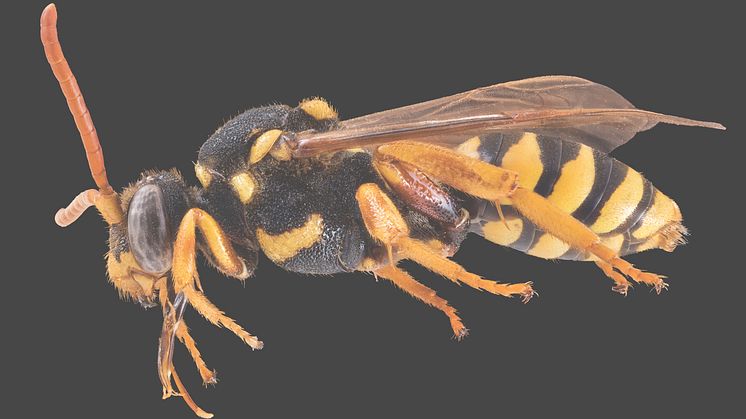 Parasitische Wespenbiene, Nomada italica