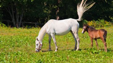 Titania stödjer Märsta Ridklubb