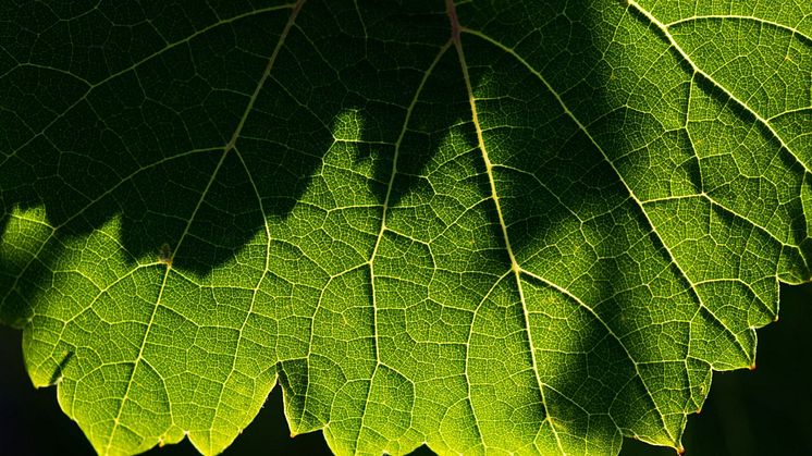 Et selskaps inntekter og investeringer vurderes på en skala fra mørkegrønn til mørkebrun i henhold til den nye metoden som har blitt utviklet av prosjektet «Sustainable Edge». Prosjektet er støttet av Enova. PHOTO BY ZDENĚK MACHÁČEK ON UNSPLASH