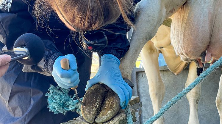 Distriktsveterinär Sara undersöker en halt dräktig ko. Foto: Sofia Rönneke