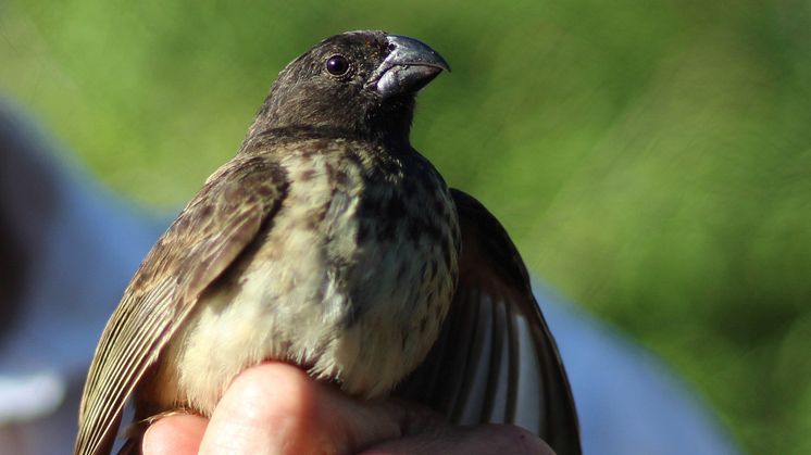 Darwinfinken används ofta som modell i evolutionsstudier. Foto: Carl-Johan Rubin