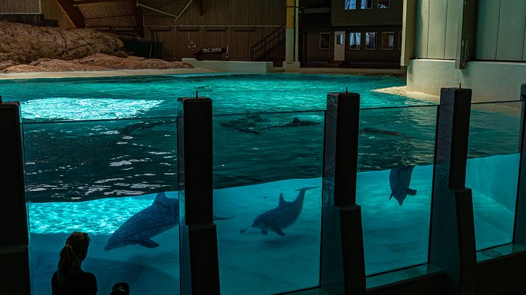Kolmårdens delfinarium. Foto: Tom Svensson
