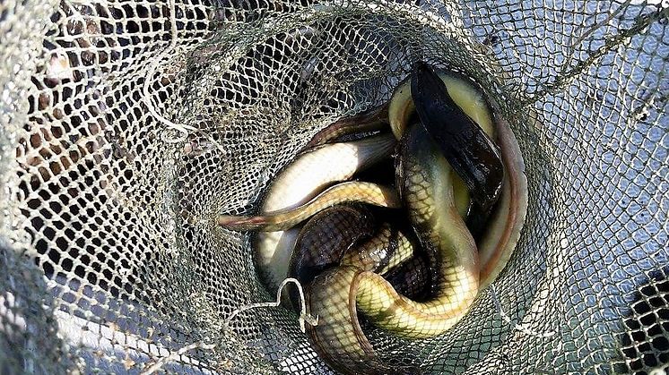 Årets beslut innebär att fiskereglerna för ål skärps ytterligare. Foto: Magnus Strandberg