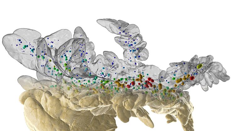   Hahn et al., use advanced imaging tools to reveal new aspects on the most common model for diabetes research. The image depicts a mouse pancreas imaged by Optical Projection Tomography. Image: Max Hahn