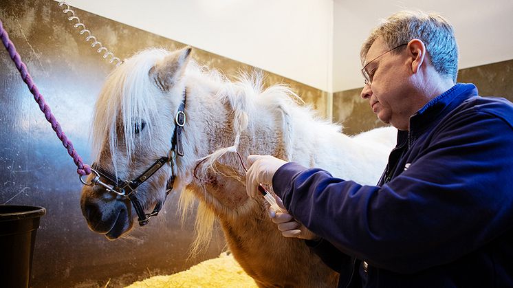 Ökad kunskap om insulinreglering hos häst kan användas för att bättre förstå hur typ 2-diabetes hos barn och unga kan förebyggas och behandlas. Här tar Johan Bröjer ett blodprov på en häst som lider av insulinresistens. Foto: Jenny Svennås-Gillner
