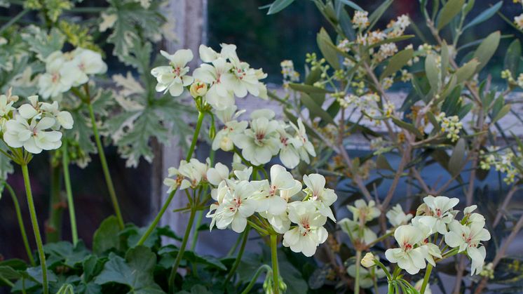  Årets Pelargon 2012:  Pelargonium ´First Yellow´