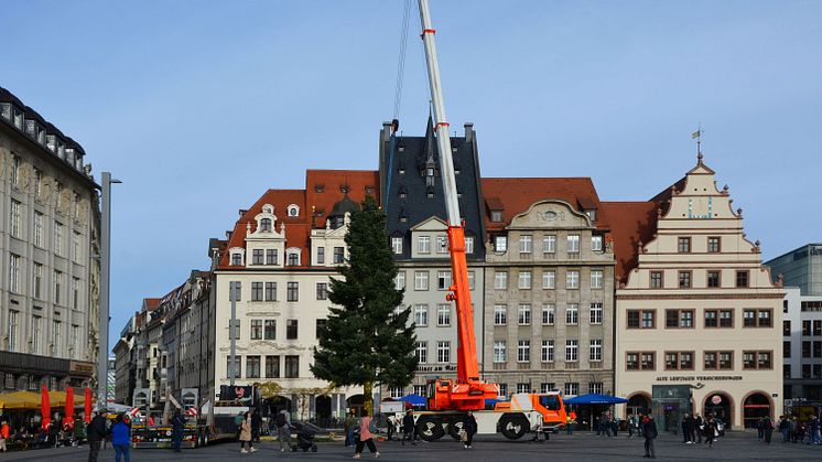 Aufstellen des Weihnachtsbaums auf dem Markt