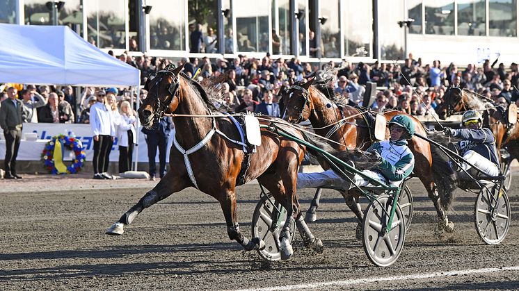 Who's Who klar för Elitloppet 2022. Foto: TR Bild